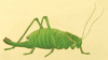Polysarcus denticauda (Charpentier, 1825): Pl. III, Fig. 6. female. (Otu).