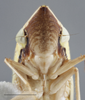 Head on Draeculacephala soluta Gibson, 1919: Head/Face. (Observation).