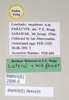 CollectionObject 1559490; dea99648-272c-4cb4-ad25-8011f635fffe: copyright Natural History Museum, London. female of synonym Lonchodes megabeast, data labels (paratype). (CollectionObject).;CollectionObject 1559491; 4fdcf7e7-ecb2-4223-a4b5-815c99f9356c: copyright Natural History Museum, London. female of synonym Lonchodes megabeast, data labels (paratype). (CollectionObject).