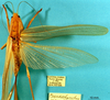 female, dorsal view. Depicts CollectionObject 1520491; c1ef5a68-b98b-4565-8948-e8ea498ae42e, a CollectionObject.