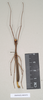 CollectionObject 1560554; de755447-36f8-4b12-8b13-9b32367090e8: copyright natural History Museum, London. male of synonym Arrhidaeus stali (syntype). (CollectionObject).;CollectionObject 1560555; 8eb330cc-b2d5-4447-b7a1-f86b1726ccce: copyright natural History Museum, London. male of synonym Arrhidaeus stali (syntype). (CollectionObject).