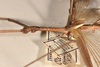 CollectionObject 1557051; c2d53978-0caa-48a8-9b39-d483a47690bc: copyright OUMNH. male: head & thorax, lateral view of Phasma (Ctenomorpha) spinicollis (holotype). (CollectionObject).