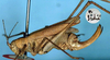 CollectionObject 1517299; 58c9d141-5216-4806-a2b8-493df1a1cd0b: female (holotype). (CollectionObject).