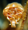 CollectionObject 1500348; ecd96df7-66f9-4762-b239-bff3048446d6: male abdominal apex (syntype). (CollectionObject).
