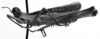 CollectionObject 1532916; 8bb861ef-0d19-4452-9cd5-335f06a8130a: Image Carbonell, C.S. male, lateral view (syntype of Mastax semicaecus). (CollectionObject).