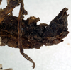 CollectionObject 1556942; NMW 65', 6f647c75-6e03-4934-9e9f-2809713ffeed: copyright NMW. female: end of abdomen, lateral view (holotype). (CollectionObject).