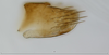 Pygofer, lateral view: !! display not done !! on Scaphytopius angustatus (Osborn, 1905): (Observation).