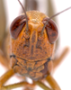 CollectionObject 2631851; CNMS 3800, 95e1135c-332e-42e5-bc38-559d2c30d411, CNMS 3800: front view. female (paratype). (CollectionObject).