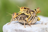 Prionotropis hystrix (Germar, 1817): mating couple (Croatia, Grobnik, S slopes of Obruc massif). (Otu).