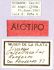 CollectionObject 1499566; fb6e66b6-6489-47bc-9047-0a6fd32a4ae5: labels (allotype of Jivarus albolineatus). (CollectionObject).