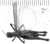 CollectionObject 1535438; a1c536fc-d029-4811-ab4d-3f581b9839dd: male, dorsal view (holotype). (CollectionObject).