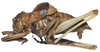 CollectionObject 1566590; MNCN12306, cfb02e07-38dd-413a-a20d-90a6a33b1834: male, lateral view (holotype). (CollectionObject).