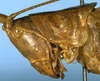 CollectionObject 1594722; d5198a3d-d24b-4702-a615-7305d0cf320a: male head and pronotum, lateral view (paratype). (CollectionObject).