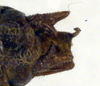 CollectionObject 1502000; ac599471-4fe1-4c9b-9161-e69fcfb975ce: male cerci (paratype). (CollectionObject).