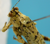 male, head and pronotum latero-dorsal view ("allotype"). Depicts CollectionObject 1542892; 93cd8d06-68b2-46b5-ae2c-f708a9f56fa6, a CollectionObject.