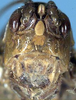 CollectionObject 1531868; 54a5ae95-6586-4f39-8802-39f722736c59: female face (holotype). (CollectionObject).