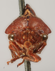 Head: !! display not done !! on Telamona compacta Ball, 1903: (Observation).