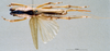 CollectionObject 1534479; 81481b8a-ae76-440c-8b51-270c82c5f1da: female habitus dorsal view (holotype). (CollectionObject).