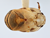 Habitus, dorsal view on Clastoptera atrapicata Hamilton, 1977: (Observation).