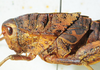 CollectionObject 1498672; bf9a28ec-7ec6-43ea-9aa0-7195f4c97b5c: female pronotum, lateral view. (CollectionObject).