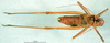 CollectionObject 1590075; f4b9d7fb-e272-467c-91da-3db619e92a7b: male, dorsal view (paralectotype of Isophya fusconotata). (CollectionObject).