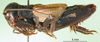 CollectionObject 1590514; 84e51a7c-512d-4753-88f9-2b848905ff00: male, lateral view (paratype). (CollectionObject).