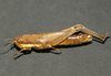 Zygoclistron trachystictum Rehn, 1905: female. (Otu).