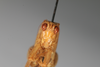 CollectionObject 1534181; de615154-af35-4605-848c-5b35b224c046: Male, anterior view (syntype). (CollectionObject).