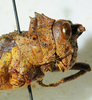 CollectionObject 1498826; 4be36364-ad27-44bb-91c4-cb3cf0840687: 2012. female, head and pronotum, lateral view. (CollectionObject).