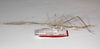 CollectionObject 1563540; 92168ca4-4aa5-4467-ab99-896c5fd5a0f8: copyright ZMHB, Berlin. female, lateral view (paratype). (CollectionObject).;CollectionObject 1563541; c0984969-8299-421d-a353-8527ca67d251: copyright ZMHB, Berlin. female, lateral view (paratype). (CollectionObject).