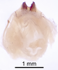 CollectionObject 1522770; c2b696b4-d68e-4385-8ea0-cee8dd5df7ae: Male genitalia, dorsal view (holotype). (CollectionObject).