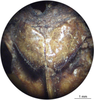CollectionObject 1538289; 35c1efdf-0695-4d61-a4ba-31313f507ed2: female subgenital plate (holotype). (CollectionObject).