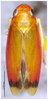 Habitus, dorsal view on Convexana rufa Li, 1994: (Observation).