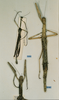 CollectionObject 1557043; 598e789f-1be2-47b4-b2a7-ea4927cd5c96: copyright CUMZ, Cambridge. male and female of Anchiale confusa (syntypes). (CollectionObject).