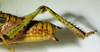 CollectionObject 1498671; c97a914b-ff0b-4ed8-9a97-1d4d3294415d: (CollectionObject).