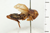 Gryllus (Gryllus) capitatus Saussure, 1874: Habitus, lateral view (R). Syntype. Male. Chile. a74008e6-dae5-40a0-88c2-d7b3016acd8f. (Otu).