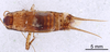 CollectionObject 1522771; 76b16737-8961-45be-8463-c45efe888e25: Male, dorsal view (holotype). (CollectionObject).