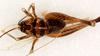 CollectionObject 1499647; 765dbb3a-d70a-4a29-bd57-3764a35249f4: female, dorsal view (allotype). (CollectionObject).