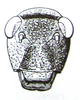 Pneumoracris browni Dirsh, 1963: Fig. 12, 4. female face. (Otu).