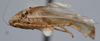 Habitus, lateral view: !! display not done !! on T4412: Loeia Duan, 2017: (Observation).