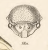 Head on Anisostylus elongatus (Fowler, 1895): (Observation).