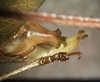 Scudderia curvicauda curvicauda (De Geer, 1773): male, abdomen tip, dorso-lateral view. (Otu).