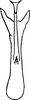 Aedeagus, ventral view on Arboridia (Arboridia) kakogawana (Matsumura, 1932): Aedeagus, ventral view. (Observation).
