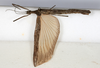CollectionObject 1561456; 210b211b-1ca0-4b94-8d3e-219cefd491d5: copyright MHNG Geneva. female, dorsal view (holotype). (CollectionObject).