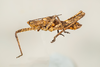 CollectionObject 1499291; edb45c71-d37c-433c-9649-cc16188ed88e: Male, lateral view (holotype). (CollectionObject).