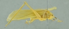 CollectionObject 2245784; 079c2b47-e734-4f8e-a717-f00f102c7f3d: male. (CollectionObject).