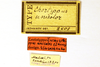 CollectionObject 1521356; ed8c4ece-b8d4-46df-9a29-397b4df6a486: male, labels (lectotype). (CollectionObject).