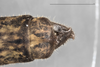 CollectionObject 1580917; 03152150-e851-4ed5-8604-ed8abe0f3e39: copyright FRCS, Sabah. male: end of abdomen, dorsal view (holotype). (CollectionObject).