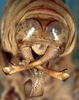 CollectionObject 1517314; 003c6214-fb6b-4f3f-b2c1-230fbc161bb6: male cerci (syntype). (CollectionObject).;CollectionObject 1517315; bde09c8e-fa43-4a64-b83d-410b24c94674: male cerci (syntype). (CollectionObject).