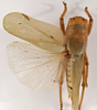 CollectionObject 1534498; 59734325-e8ef-4de4-8b8d-22b1f64be4ac: female, dorsal view (holotype). (CollectionObject).